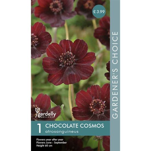 Gardelly Cosmos Chocolate Plant